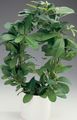 green Indoor Plants Monkey Rope, Wild Grape, Rhoicissus characteristics, Photo