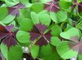 Photo Herbaceous Plant Oxalis Indoor Plants growing and characteristics