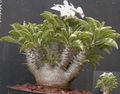 zelena Sobne biljke Pachypodium karakteristike, Foto