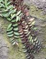 στιγματισμένος Εσωτερικά φυτά Pellonia, Σύροντας Το Καρπούζι Αμπέλου, Pellionia χαρακτηριστικά, φωτογραφία