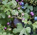 Photo Liana Pepper Vine, Porcelain Berry Indoor Plants growing and characteristics