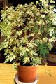 pestrý Vnútorné Rastliny Korenie Viniča, Porcelán Bobule liana, Ampelopsis brevipedunculata vlastnosti, fotografie