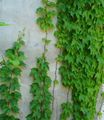 Photo Liana Pepper Vine, Porcelain Berry Indoor Plants growing and characteristics
