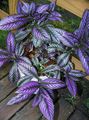 Photo Herbaceous Plant Persian Shield Indoor Plants growing and characteristics