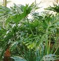 зелен Интериорни растения Philodendron характеристики, снимка