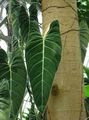 Foto  Philodendron Liana Topfpflanzen wächst und Merkmale
