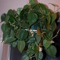 Photo  Philodendron liana Indoor Plants growing and characteristics