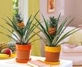 green Indoor Plants Pineapple, Ananas characteristics, Photo