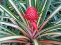 motley Indoor Plants Pineapple, Ananas characteristics, Photo