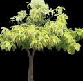 Photo Tree Pisonia Indoor Plants growing and characteristics