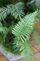 Photo Herbaceous Plant Polypody Indoor Plants growing and characteristics