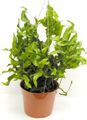 verde Le piante domestiche Polipodio, Polypodium caratteristiche, foto