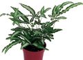 Photo Herbaceous Plant Pteris Indoor Plants growing and characteristics