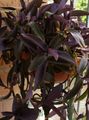 Photo Hanging Plant Purple Heart Wandering Jew Indoor Plants growing and characteristics