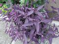 Photo Hanging Plant Purple Heart Wandering Jew Indoor Plants growing and characteristics