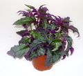 purple Purple Velvet Plant, Royal Velvet Plant, Gynura aurantiaca characteristics, Photo