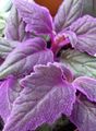 purple Purple Velvet Plant, Royal Velvet Plant, Gynura aurantiaca characteristics, Photo