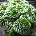 Photo  Radiator Plant, Watermelon Begonias, Baby Rubber Plant  growing and characteristics