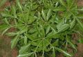 licht groen Kamerplanten Rots Kool Boom, Cussonia natalensis karakteristieken, foto