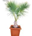 Photo Tree Sabal Indoor Plants growing and characteristics
