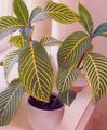 Photo Shrub Sanchezia Indoor Plants growing and characteristics