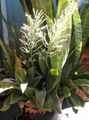 gesprenkelt Topfpflanzen Sansevieria Merkmale, Foto