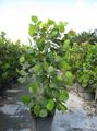 Photo Tree Sea Grape Indoor Plants growing and characteristics
