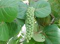 green Indoor Plants Sea Grape tree, Coccoloba characteristics, Photo