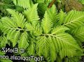 Photo Herbaceous Plant Selaginella Indoor Plants growing and characteristics