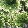 Foto Grasig Selaginella Topfpflanzen wächst und Merkmale