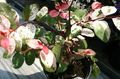 на петна Интериорни растения Сняг Буш храсти, Breynia характеристики, снимка