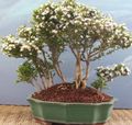 Photo Tree Snow Rose Indoor Plants growing and characteristics