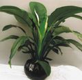 Photo Herbaceous Plant Spatiphyllum Indoor Plants growing and characteristics
