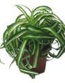 Photo  Spider Plant  growing and characteristics