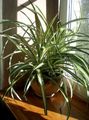 kropenatý Spider Rostlina, Chlorophytum charakteristiky, fotografie