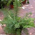 Photo Herbaceous Plant Spleenwort Indoor Plants growing and characteristics