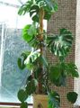 mörk-grön Krukväxter Delad Blad Philodendron lian, Monstera egenskaper, Fil