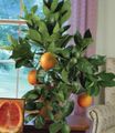 green Indoor Plants Sweet Orange tree, Citrus sinensis characteristics, Photo