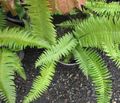 Photo Herbaceous Plant Sword Fern Indoor Plants growing and characteristics