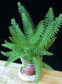зелен Интериорни растения Меч Папрат, Polystichum характеристики, снимка