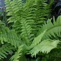 Photo Hanging Plant Sword Ferns Indoor Plants growing and characteristics