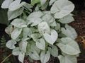 Foto Liane Syngonium Topfpflanzen wächst und Merkmale