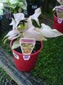 silvery Indoor Plants Syngonium liana characteristics, Photo