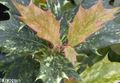 motley Innendørs Planter Te Oliven busk, Osmanthus kjennetegn, Bilde