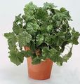 Photo Hanging Plant Tolmiea Indoor Plants growing and characteristics