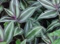Photo Hanging Plant Tradescantia,  Indoor Plants growing and characteristics