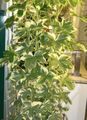Photo Liana Tree Ivy Indoor Plants growing and characteristics