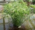 Photo  Umbrella Plant  growing and characteristics