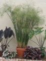 světle-zelená Deštník Rostlina, Cyperus charakteristiky, fotografie