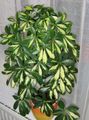 rengârenk Kapalı bitkiler Şemsiye Ağaç, Schefflera özellikleri, fotoğraf